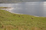 deer Kinloch Hourn