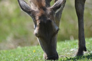 deer grazing