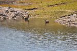 deer bathing
