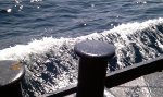 PS Waverley