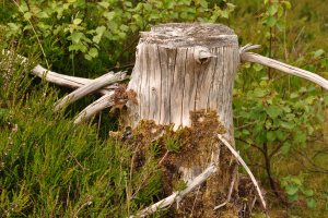 Glenelg-Ardintoul-Totaig walk (35)