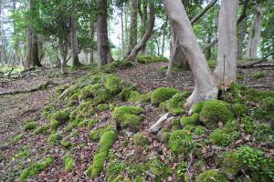 Druidenring Isle Maree 