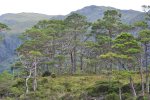 Scots Pines Loch Maree