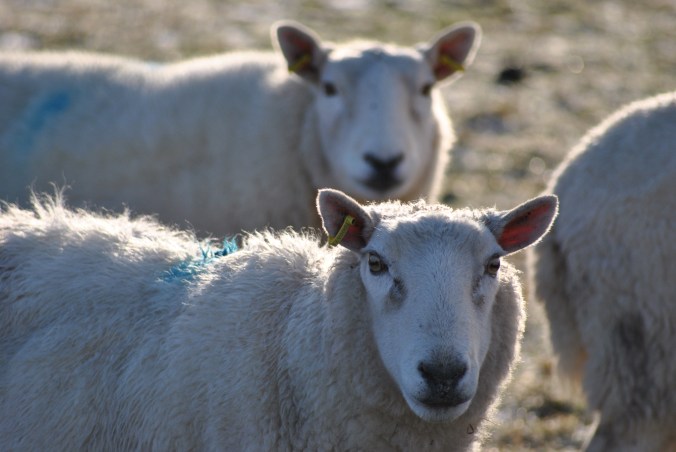 Drumbuie coastal walk (53)