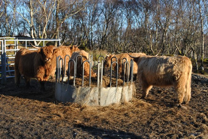 Drumbuie coastal walk (9)