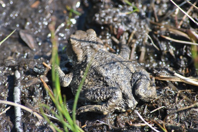 Frosch Coille Dalavil