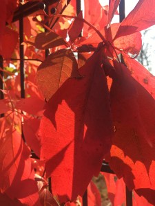 Abenteuer Highlands Nellie Merthe Erkenbach Extrawurst