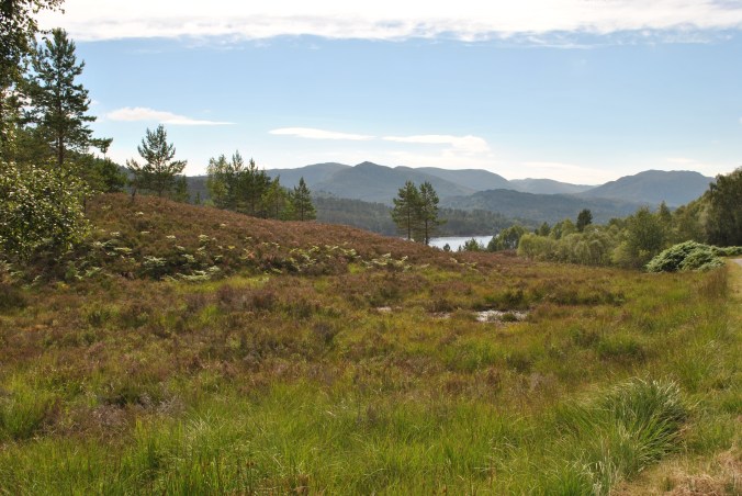 Nellie Merthe Erkenbach Abenteuer Highlands Vogelnest und Hochzeit