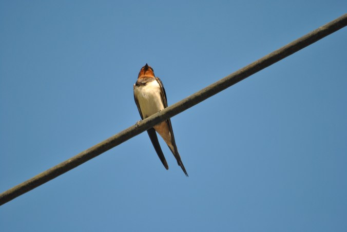 Schwalbe Schottland Abenteuer Highlands