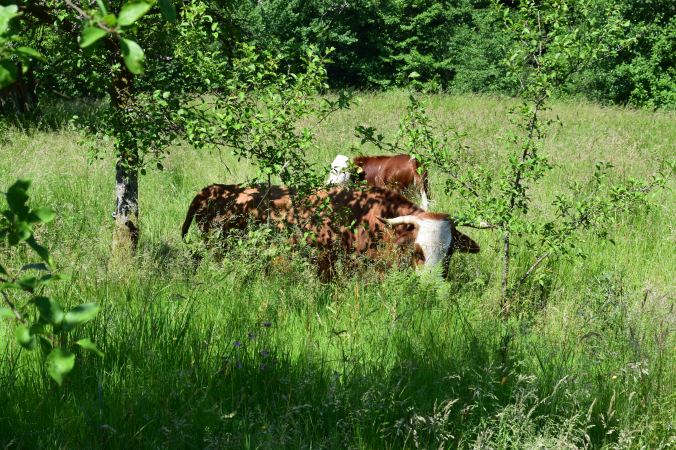 Nellie Merthe Erkenbach Abenteuer Highlands Mann Nachtigall
