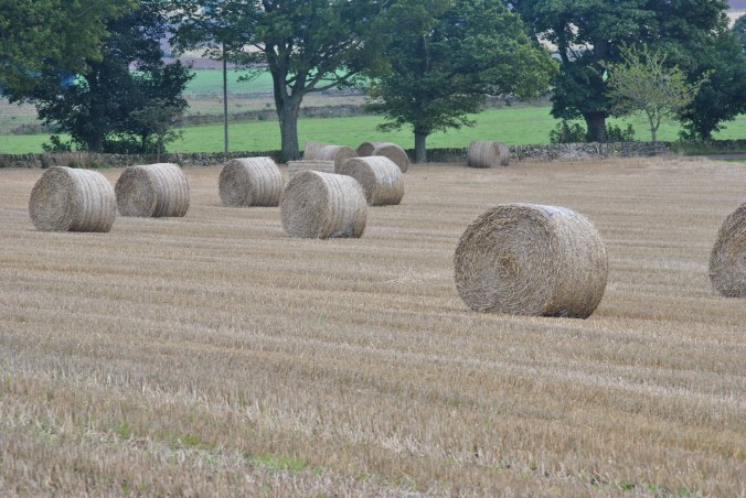 Lanschaft mit Heuballen