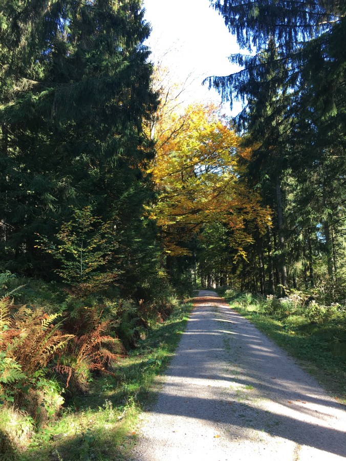Schwarzwald Weg