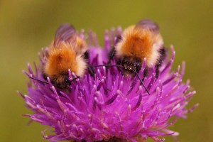 @erm Ewan Roy MacGregor