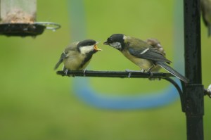 @erm Ewan Roy MacGregor