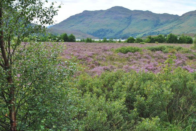 Scottish heather