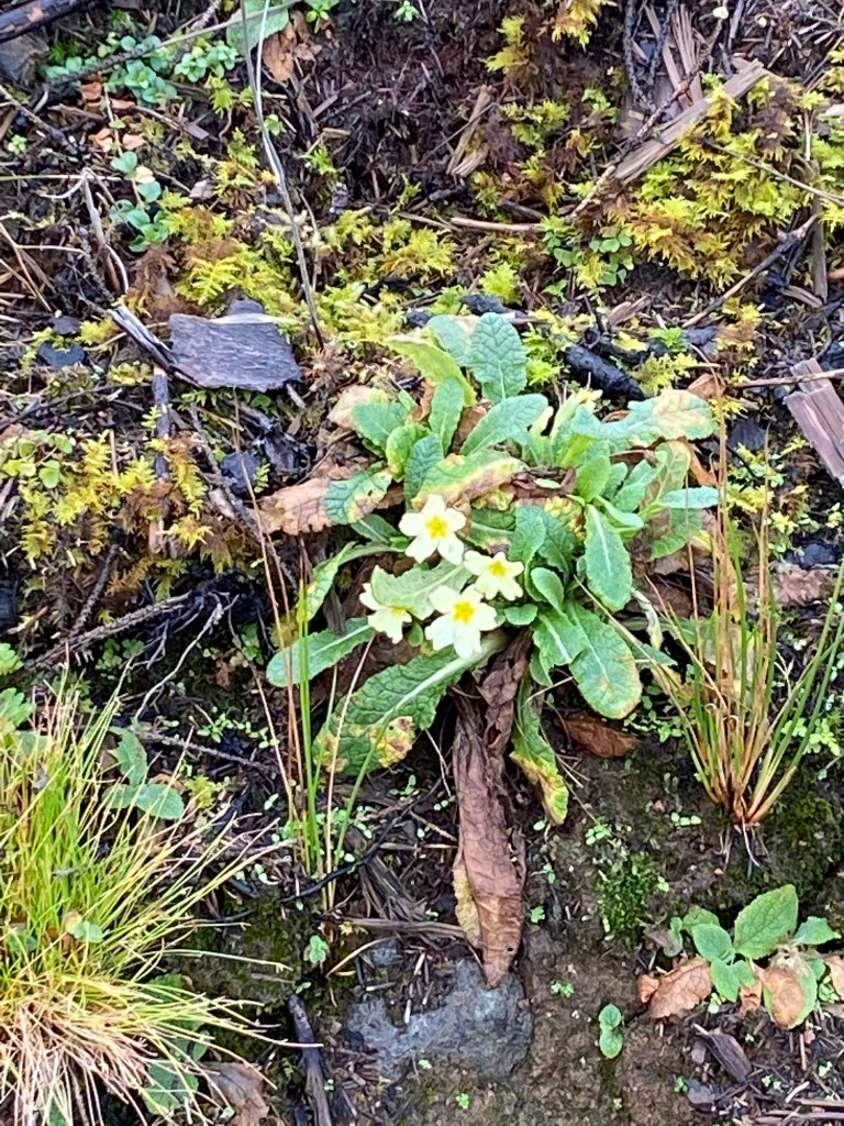 ©nme Nellie Merthe Erkenbach Abenteuer Highlands 2022
Frühlingsgrüße