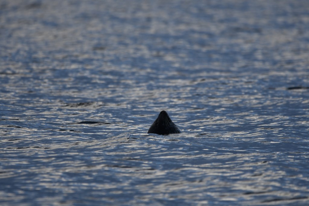 seal in distress @ERM Ewan Roy MacGregor