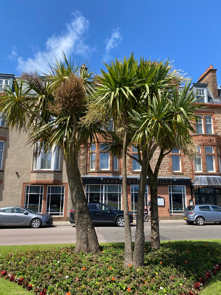 Palmen Campbelltown @nme Abenteuer Highlands