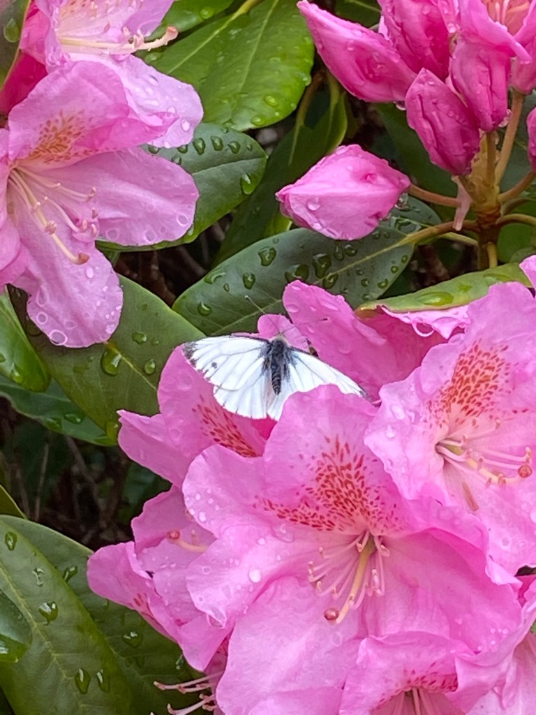 Rhododendron und Schmetterling @nme Abenteuer Highlands