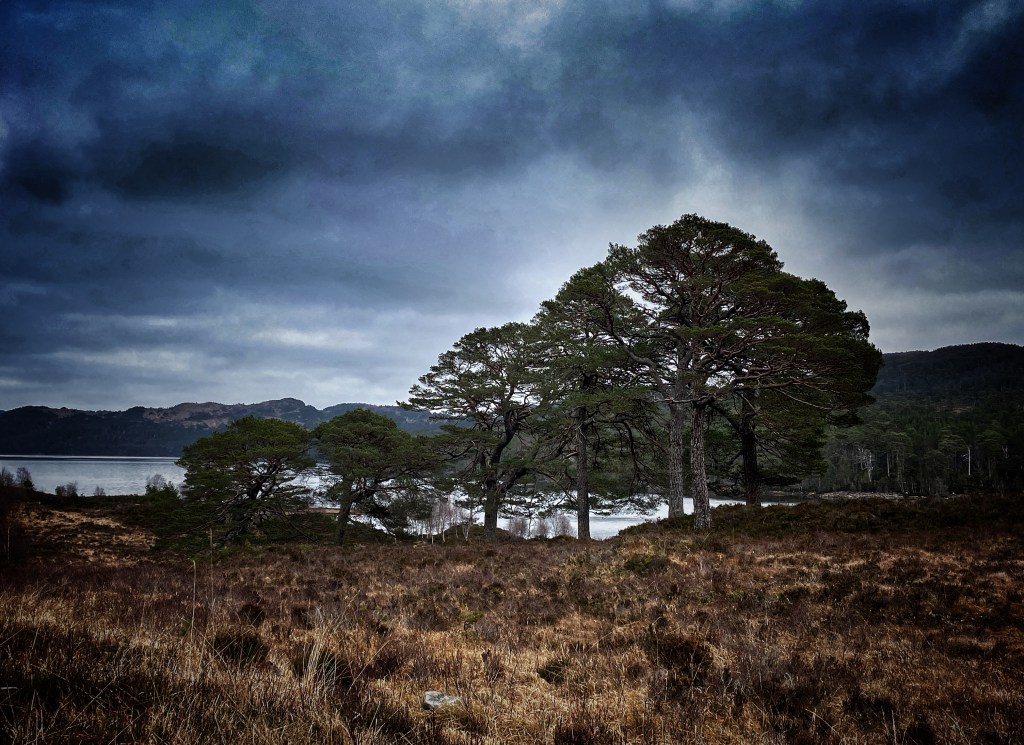 Scots Pines Glen Affric
