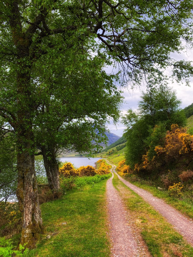 walking througfh gorse @nme Abenteuer Highlands